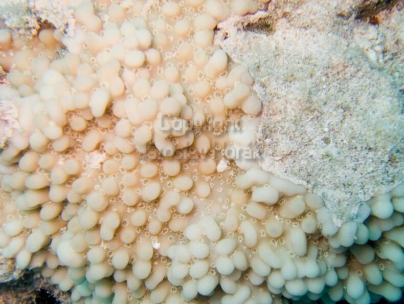 DSCF8412 vajickovy koral.jpg